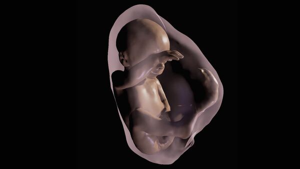 Зародыш на 26 неделе беременности