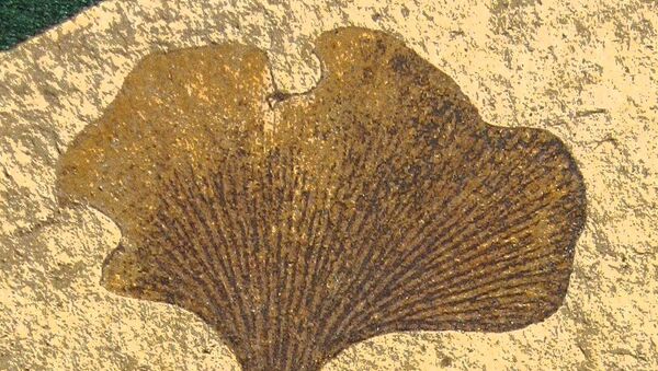 Листья гинкго, древнейшего «ископаемого» растения на Земле
