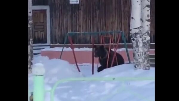 Медведь покачался на качелях в Томской области