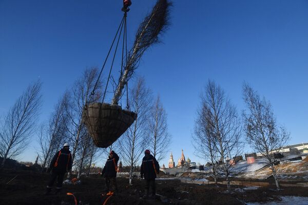 Рабочие высаживают деревья на строительстве парка Зарядье в Москве