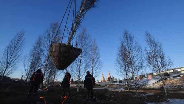 Рабочие высаживают деревья на строительстве парка Зарядье в Москве. Архивное фото