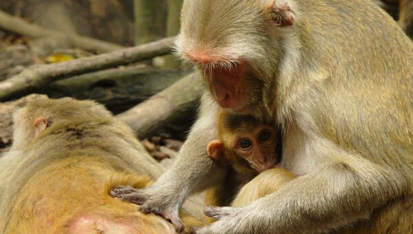 Социальный статус обезьян оказался привязанным к их иммунитету
