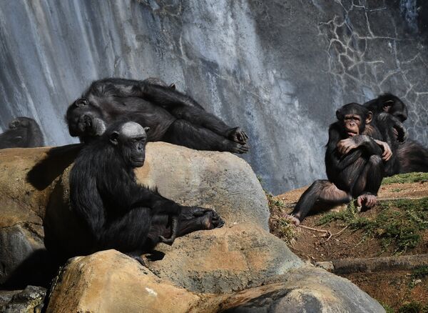Шимпанзе в зоопарке в Лос-Анджелесе, США