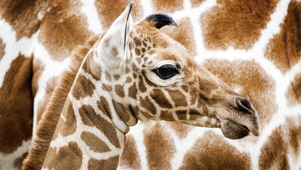 Новорожденный детеныш жирафа в зоопарке Амстердама