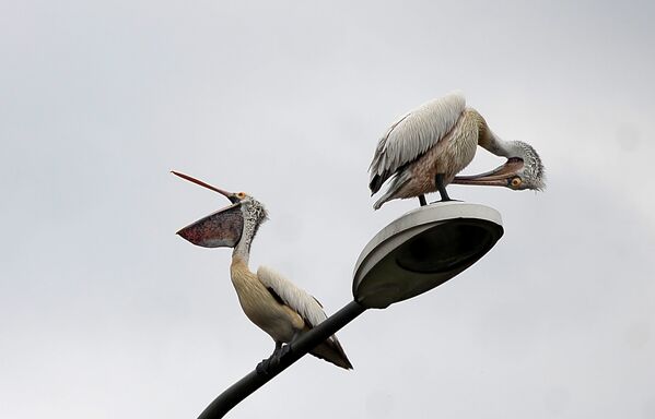 Пеликаны сидят на фонарной лампе в Коломбо
