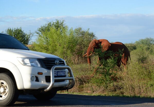 Слониха в национальном парке Восточный Цаво в Кении