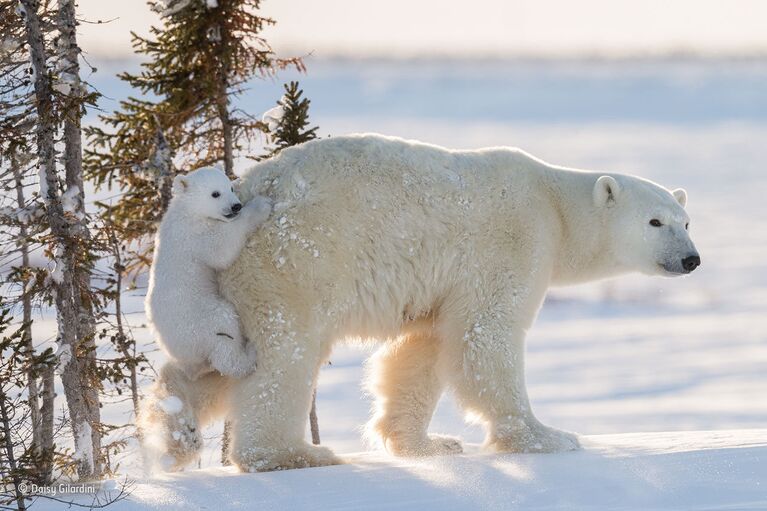 Работа фотографа из Швейцарии Daisy Gilardini Hitching a ride для конкурса Wildlife Photographer of the Year 52 People’s Choice