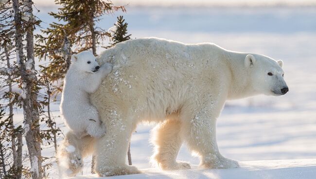 Работа фотографа из Швейцарии Daisy Gilardini Hitching a ride для конкурса Wildlife Photographer of the Year 52 People’s Choice