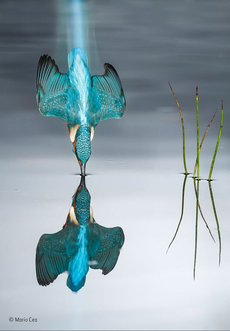 Работа фотографа из Испании Mario Cea The blue trail для конкурса Wildlife Photographer of the Year 52 People’s Choice