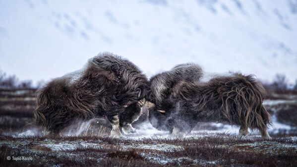 Работа фотографа из Финляндии Tapio Kaisla Head-on для конкурса Wildlife Photographer of the Year 52 People’s Choice