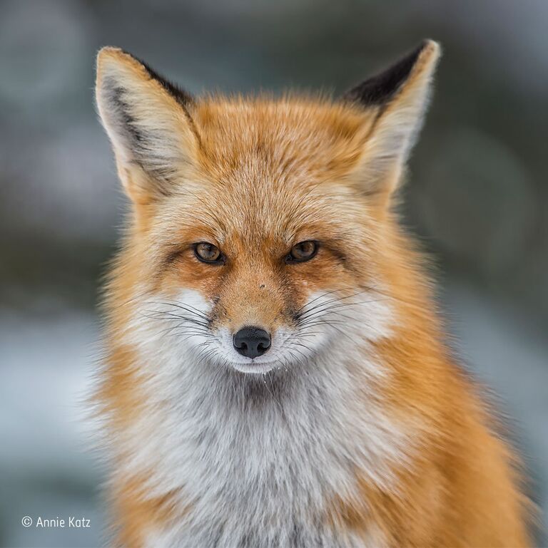 Работа фотографа из США Annie Katz Colorado red для конкурса Wildlife Photographer of the Year 52 People’s Choice