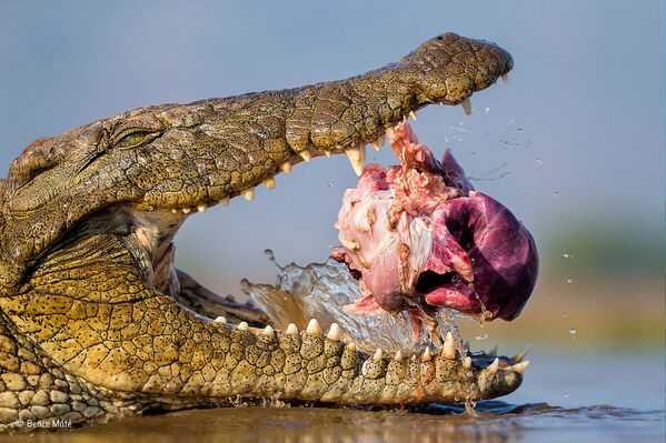 Работа фотографа из Венгрии Bence Máté Opportunistic croc для конкурса Wildlife Photographer of the Year 52 People’s Choice