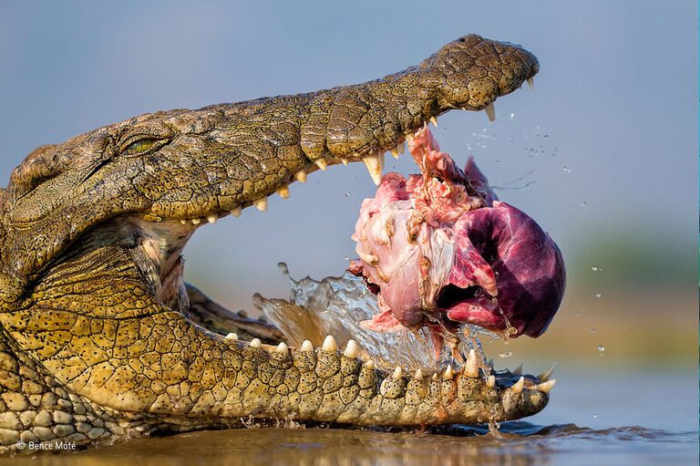 Работа фотографа из Венгрии Bence Máté Opportunistic croc для конкурса Wildlife Photographer of the Year 52 People’s Choice