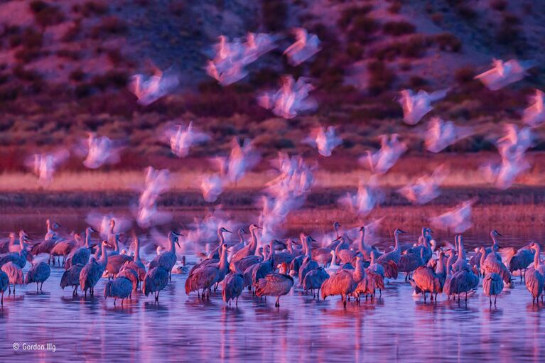 Работа фотографа из США Gordon Illg Ghostly snow geese для конкурса Wildlife Photographer of the Year 52 People’s Choice