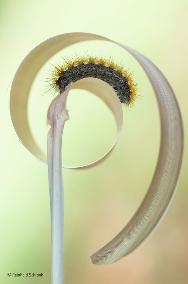 Работа фотографа из Австрии Reinhold Schrank Caterpillar curl для конкурса Wildlife Photographer of the Year 52 People’s Choice
