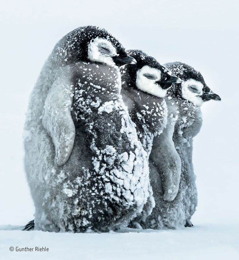 Работа фотографа из Германии Gunther Riehl Facing the storm для конкурса Wildlife Photographer of the Year 52 People’s Choice