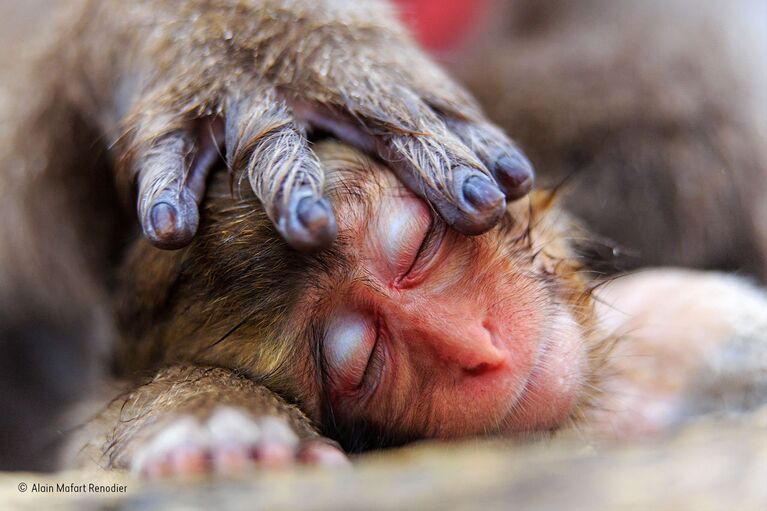 Работа фотографа из Франции Alain Mafart Renodier A mother’s hand для конкурса Wildlife Photographer of the Year 52 People’s Choice