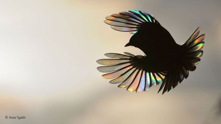 Работа фотографа из России Виктора Тяхта Rainbow wings для конкурса Wildlife Photographer of the Year 52 People’s Choice