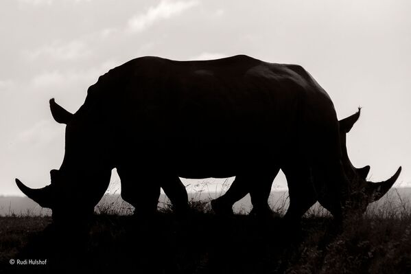 Работа фотографа из ЮАР Rudi Hulshof Confusion для конкурса Wildlife Photographer of the Year 52 People’s Choice