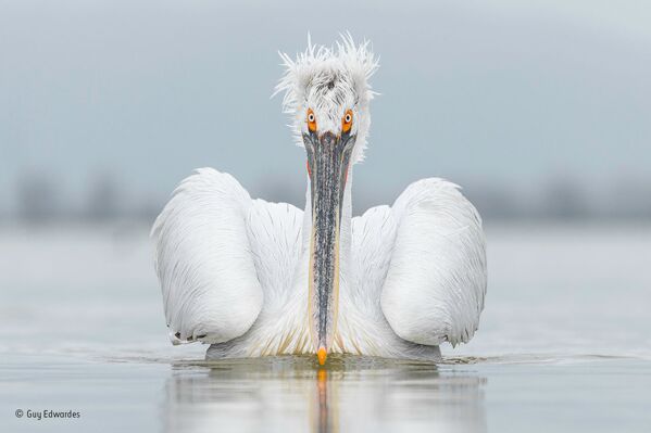 Работа фотографа из Великобритании Guy Edwardes Eye contact для конкурса Wildlife Photographer of the Year 52 People’s Choice