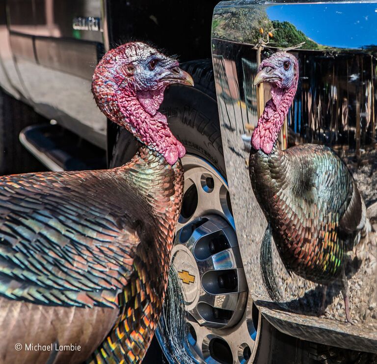 Работа фотографа из Канады Michael Lambie The stand-off для конкурса Wildlife Photographer of the Year 52 People’s Choice