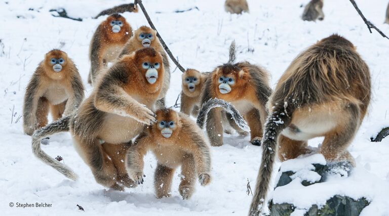 Работа фотографа из Новой Зеландии Stephen Belcher Into the fray для конкурса Wildlife Photographer of the Year 52 People’s Choice