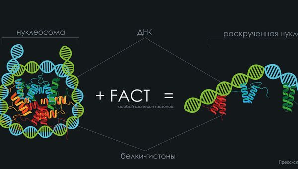 Белковая молекула FACT, помогающая клетке «прочитать» свою ДНК