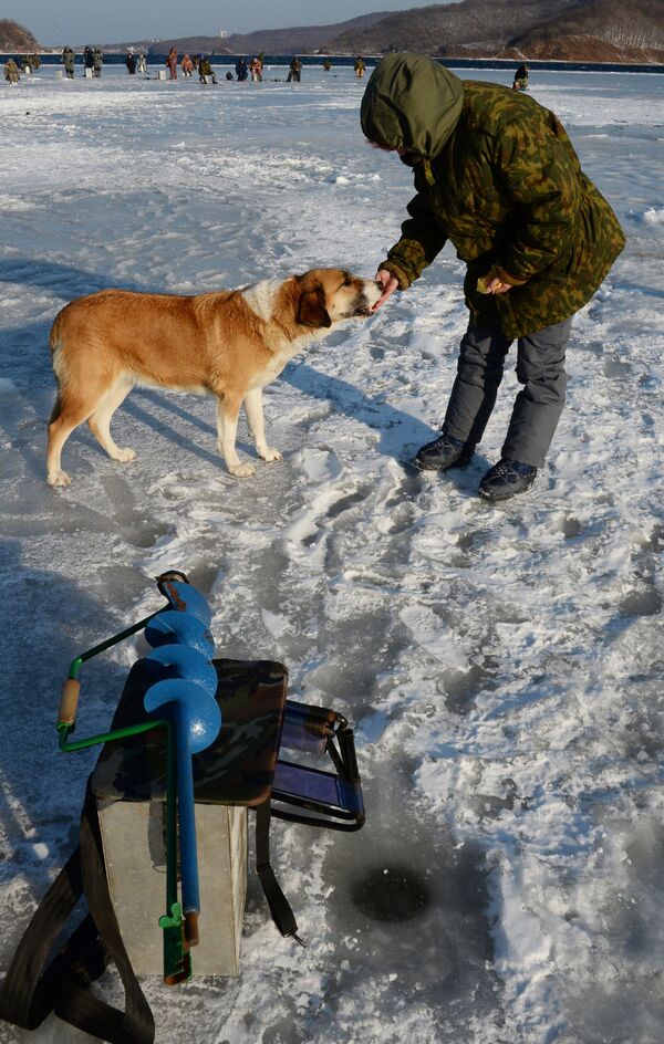 Рыбак-любитель кормит собаку в бухте Новик острова Русский во Владивостоке