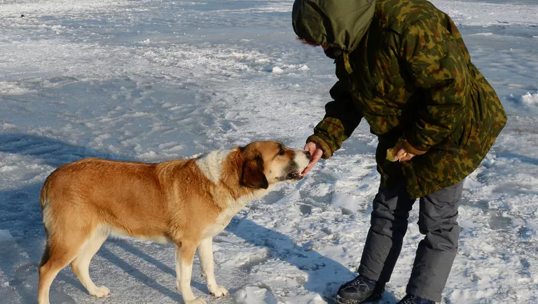 Рыбак-любитель кормит собаку в бухте Новик острова Русский во Владивостоке Рыбак-любитель кормит собаку в бухте Новик острова Русский во Владивостоке