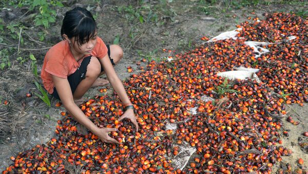 13-летняя девочка работает на пальмовой плантации в Индонезии. Архивное фото