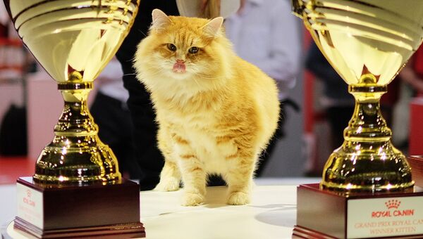 Кошка породы сибирская на выставке Гран-при Royal Canin в Москве