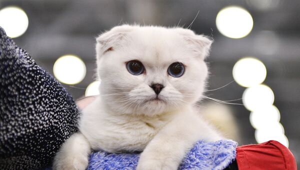 Кошка породы шотландская вислоухая на выставке Гран-при Royal Canin в Москве