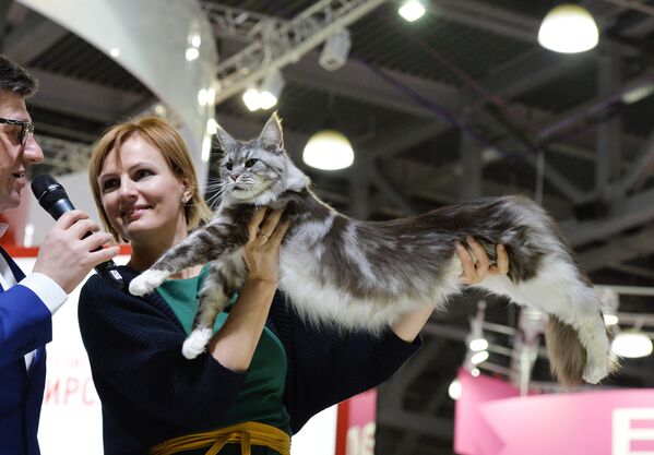 Участница выставки Гран-при Royal Canin в Москве демонстрирует кошку породы мейнкун