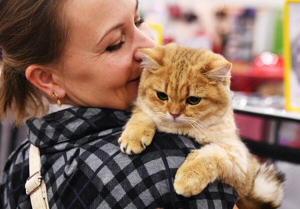 Кошка породы шотландская прямоухая на выставке Гран-при Royal Canin в Москве