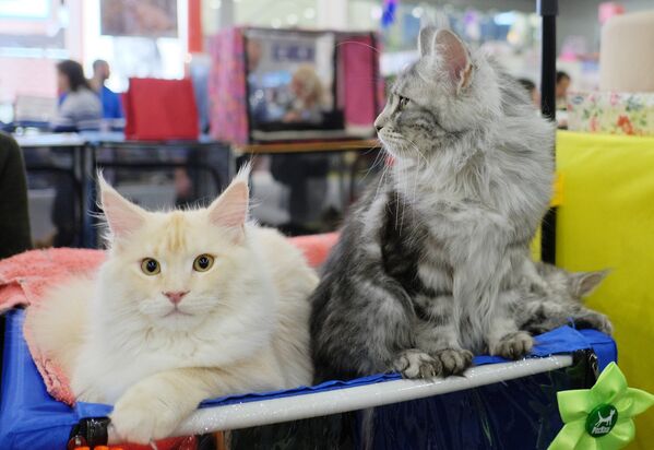Кошки породы мейнкун на выставке Гран-при Royal Canin в Москве