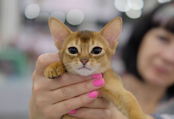 Кошка породы абиссинская на выставке Гран-при Royal Canin в Москве