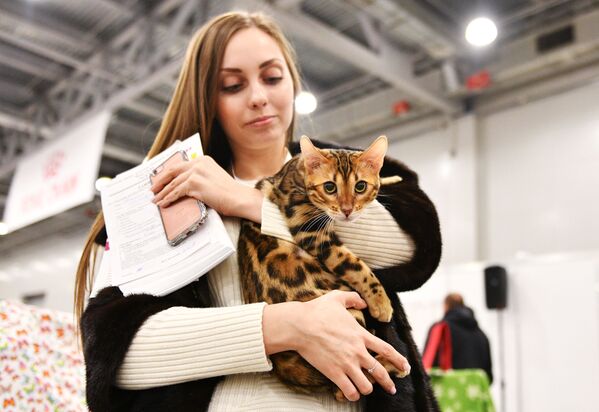 Участница с кошкой породы бенгальская на выставке Гран-при Royal Canin в Москве