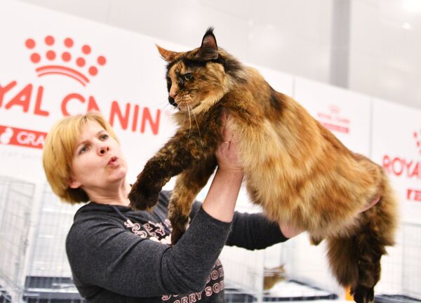 Уастница выставки Гран-при Royal Canin в Москве демонстрирует кошку породы мейнкун