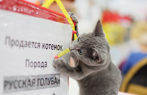 Кошка породы русская голубая на выставке Гран-при Royal Canin в Москве