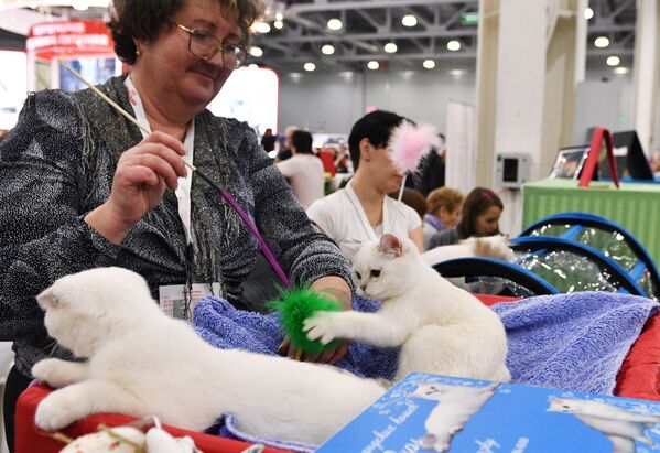 Кошки породы шотландская вислоухая на выставке Гран-при Royal Canin в Москве