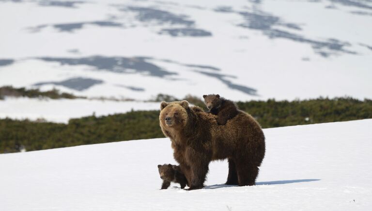 Медведи Камчатки (Москва) Медведи Камчатки (Москва)