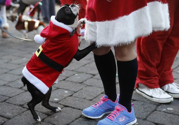 Собака в костюме Санты ждет начала благотворительного забега в британском Лафборо