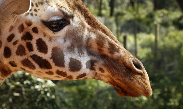 Жираф в Усадьбе Жирафов в Карене, Кения