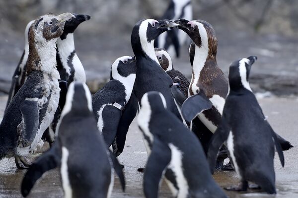 Очковые пингвины в Океанариуме Ле-Круазик во Франции