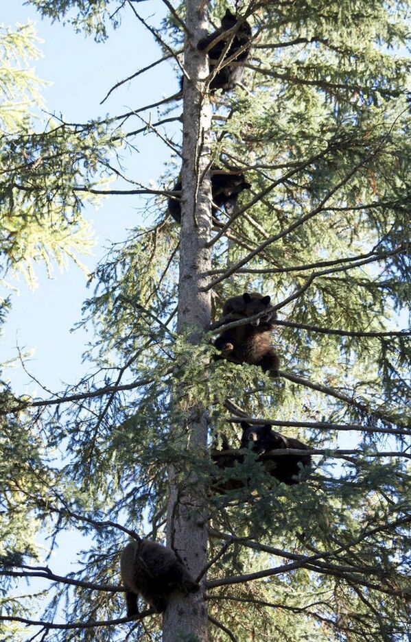 Медвежата на дереве в Айдахо