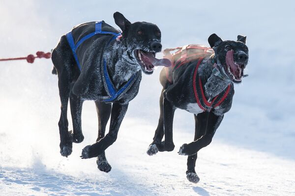 Собаки во время открытого чемпионата Омской области по снежным дисциплинам ездового спорта