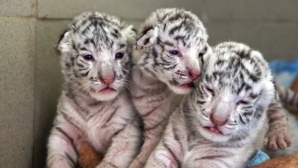 Белые бенгальские тигрята, родившиеся в ялтинском зоопарке Сказка