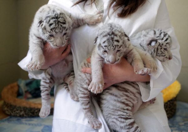 Сотрудница ялтинского зоопарка Сказка с белыми бенгальскими тигрятами, родившимися в зоопарке