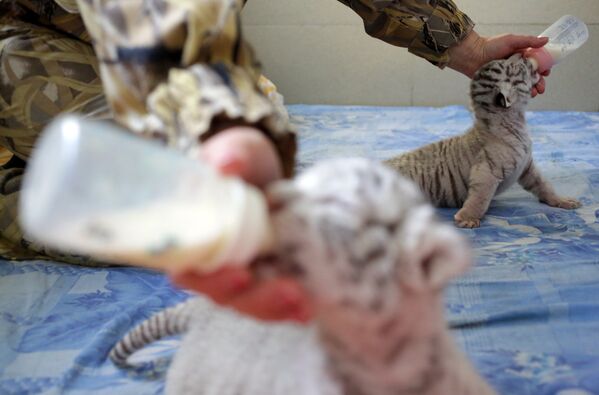 Сотрудница ялтинского зоопарка Сказка кормит одного из белых бенгальских тигрят, родившихся в зоопарке