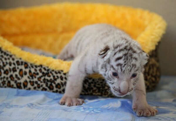 Один из трех белых бенгальских тигрят, родившихся в ялтинском зоопарке Сказка